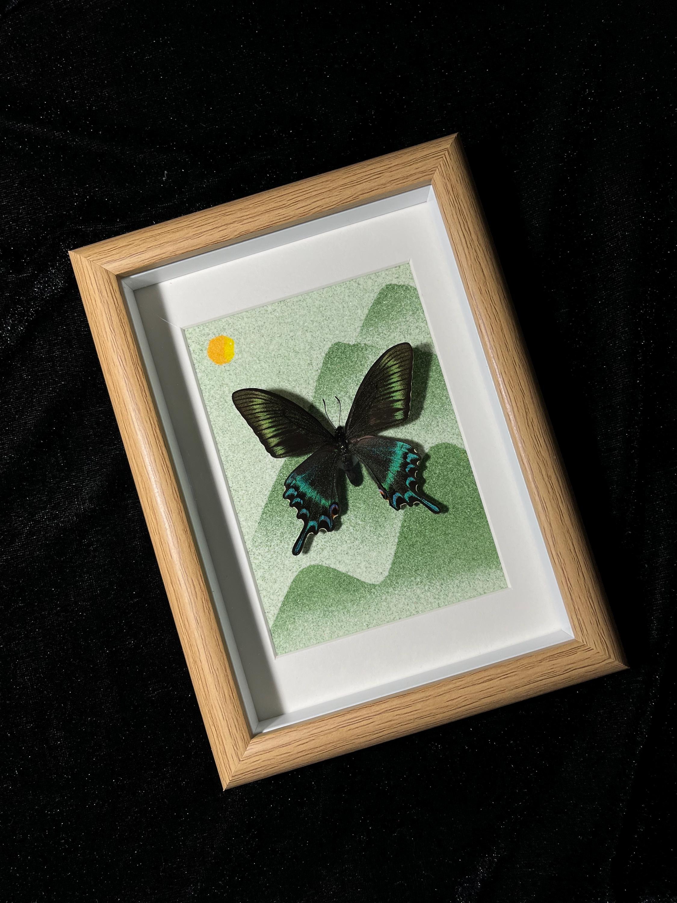 Framed Prioneris thestylis Butterfly Specimen: Nature Art Decor