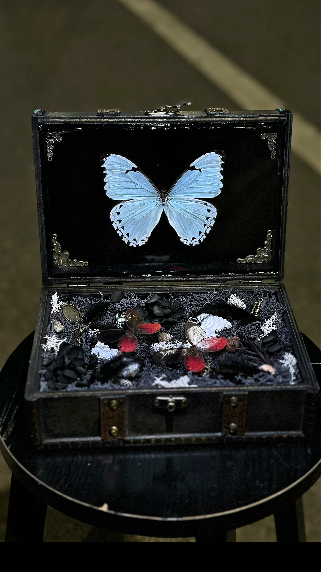 Blue Morpho Butterfly Treasure Box: Gothic Everlasting Flower Art