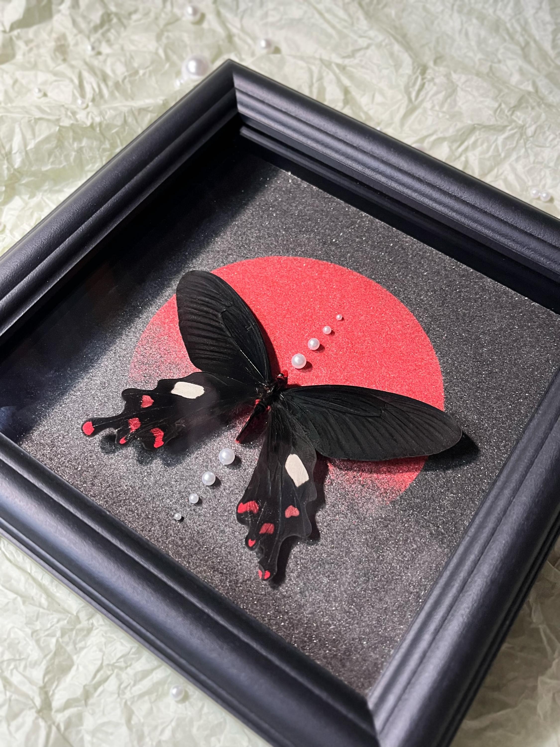 Framed Common Windmill Butterfly Specimen: Black Wood Frame