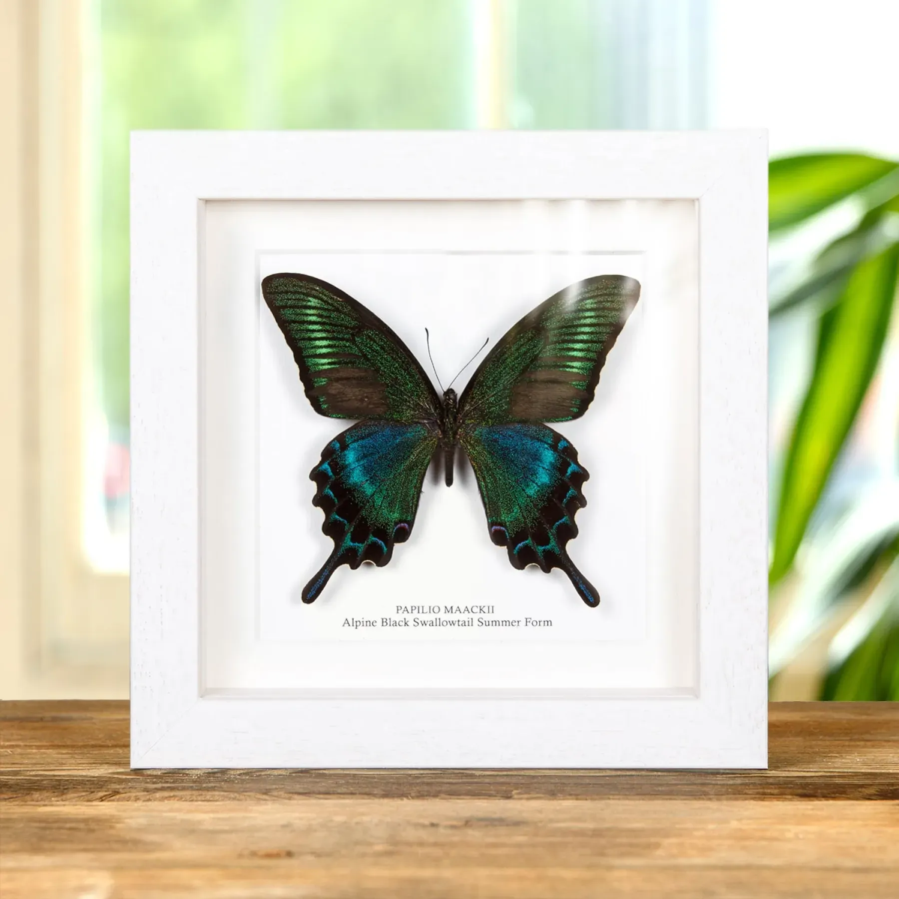 Papilio maackii summer form