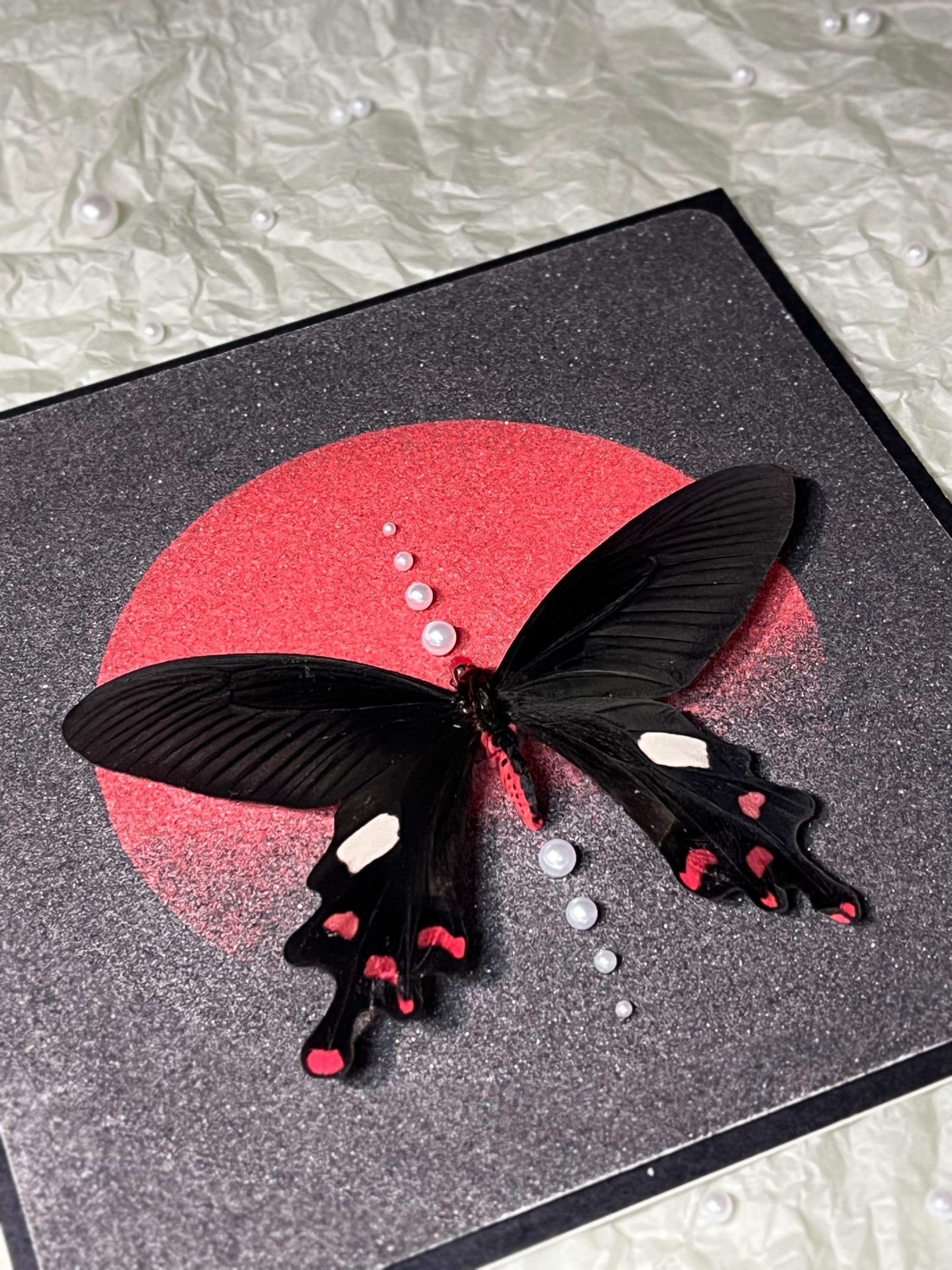 Framed Common Windmill Butterfly Specimen: Black Wood Frame