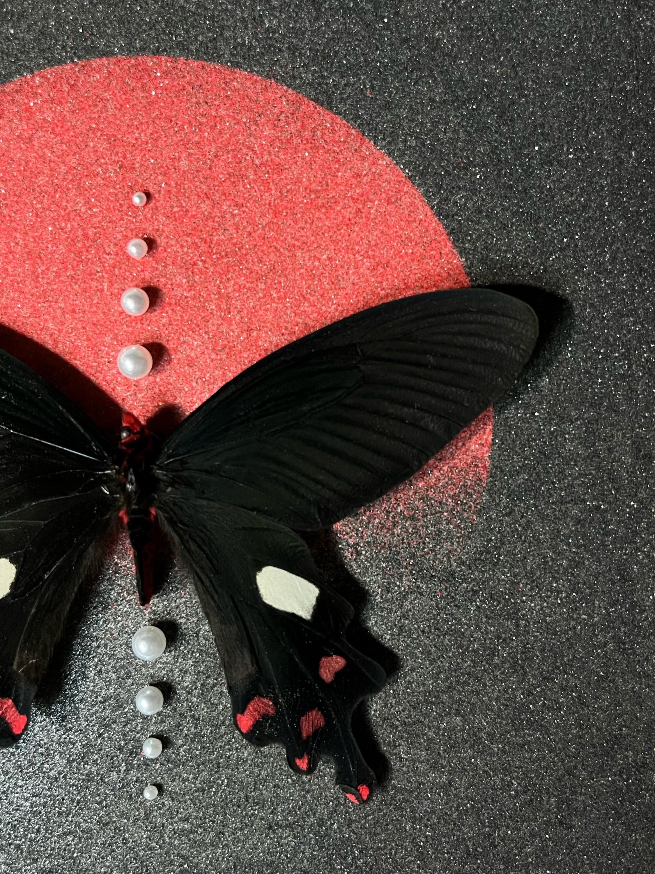 Framed Common Windmill Butterfly Specimen: Black Wood Frame