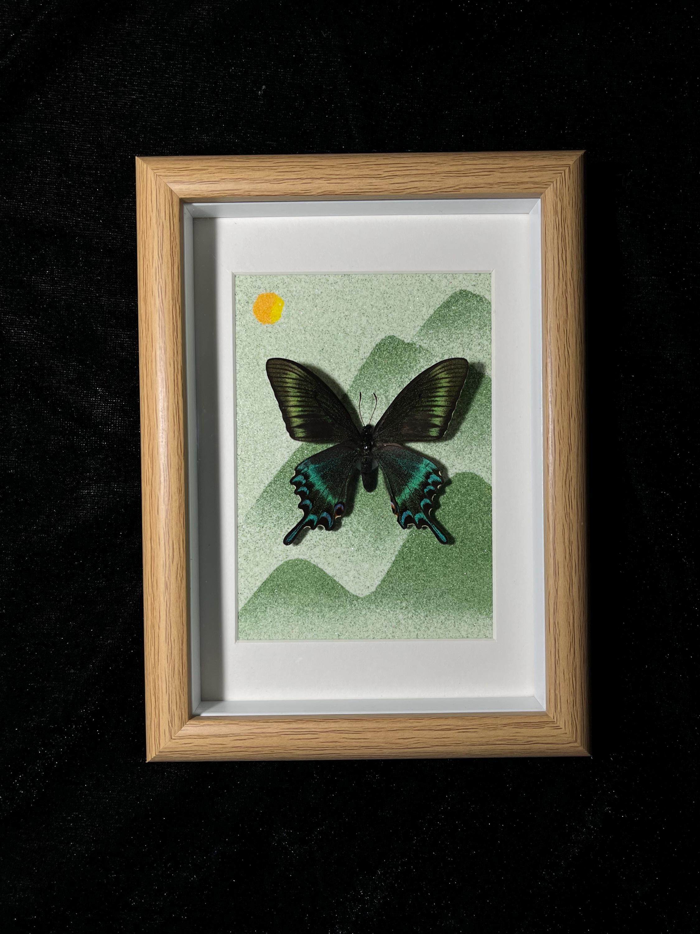 Framed Prioneris thestylis Butterfly Specimen: Nature Art Decor
