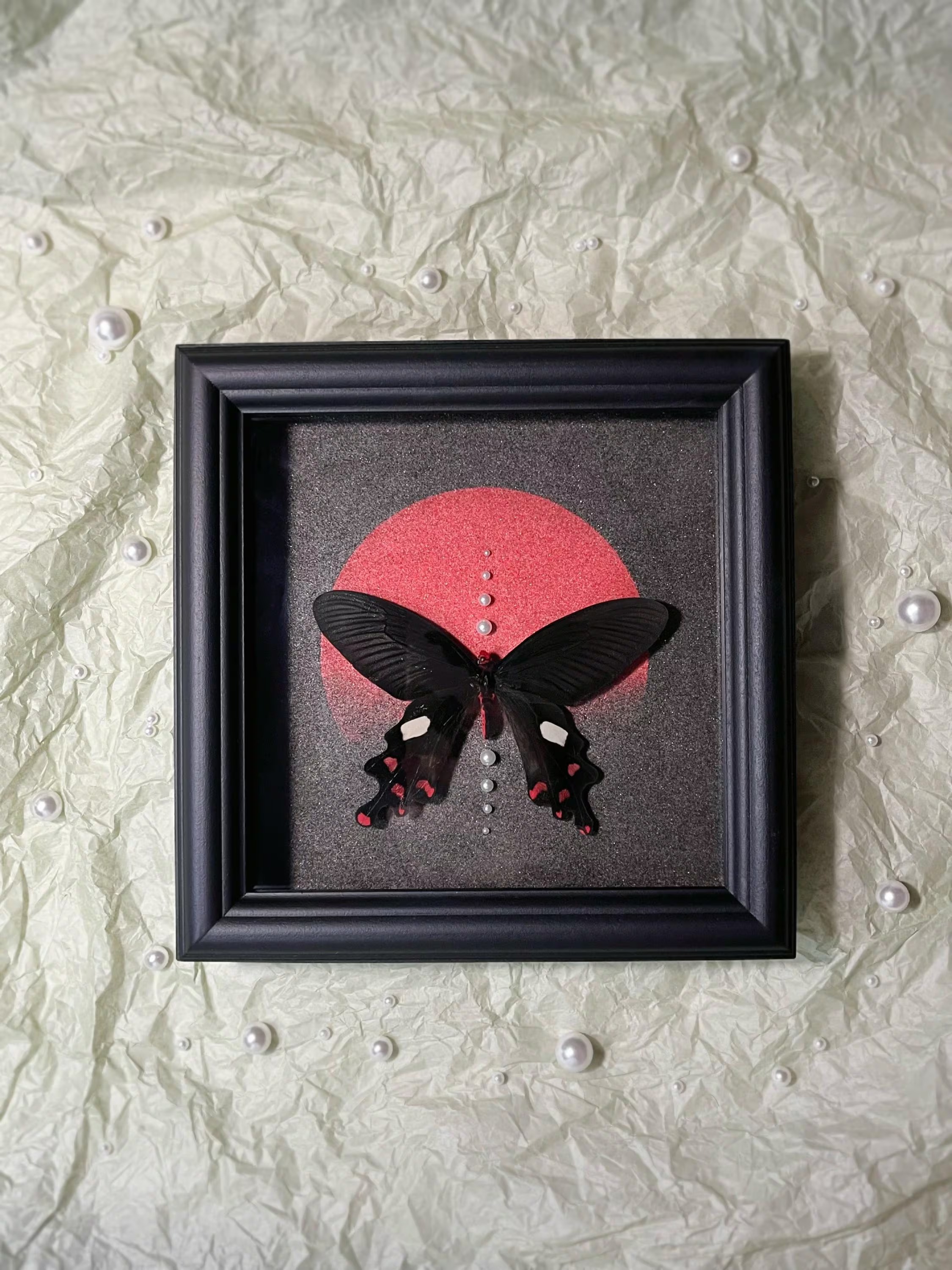 Framed Common Windmill Butterfly Specimen: Black Wood Frame