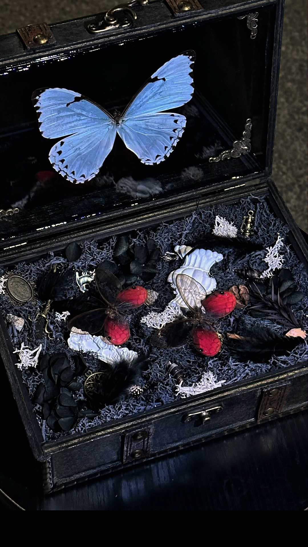 Blue Morpho Butterfly Treasure Box: Gothic Everlasting Flower Art